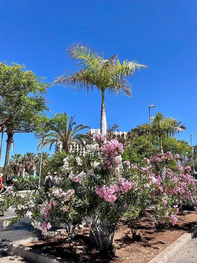 El Dorado Estrella Apartment Playa de las Americas  Playa de las Americas (Tenerife)